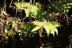 Dryopteris lacera