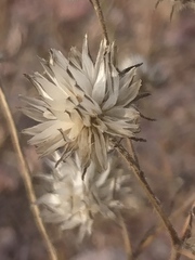 Simsia