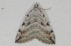 Aplocera
