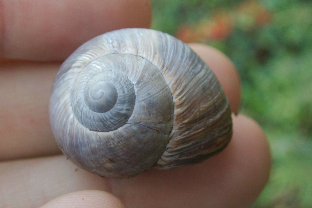Helix melanostoma