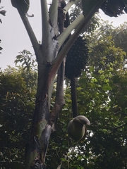 Musa ingens