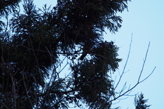 Garrulus glandarius japonicus