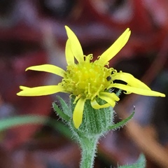 Senecio viscosus