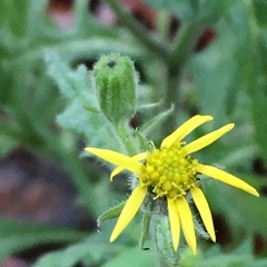Senecio viscosus