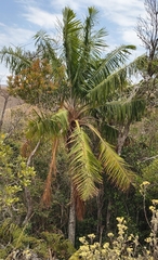 (c) jeanjacquesgodon, some rights reserved (CC BY) Ravenea madagascariensis, photograph (c) jeanjacquesgodon, some rights reserved (CC BY)