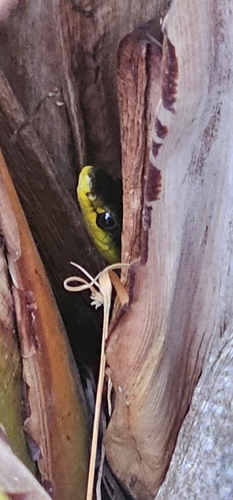 Common Tree Snake sighting
