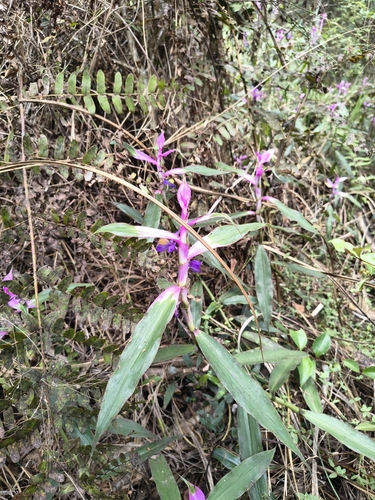 Coleotrype madagascarica (Coleotrype madagascarica)