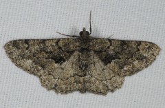 Peribatodes ilicaria