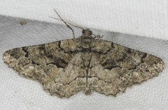 Peribatodes ilicaria