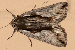 Calliergis ramosa