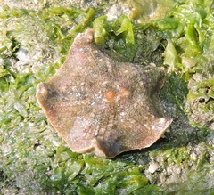 Aquilonastra
