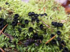 Pseudoplectania nigrella