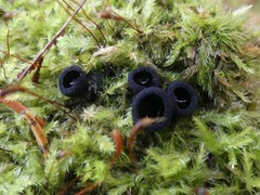 Pseudoplectania nigrella