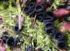 Pseudoplectania nigrella