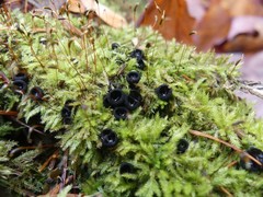 Pseudoplectania nigrella