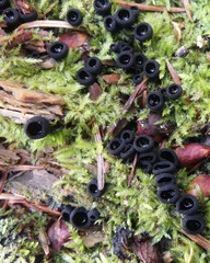 Pseudoplectania nigrella