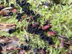 Pseudoplectania nigrella