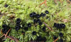 Pseudoplectania nigrella