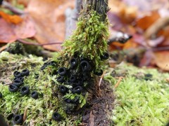 Pseudoplectania nigrella