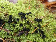 Pseudoplectania nigrella