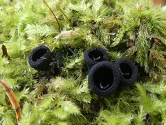 Pseudoplectania nigrella