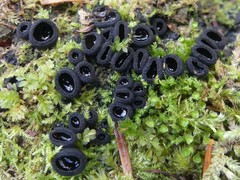 Pseudoplectania nigrella