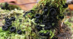 Pseudoplectania nigrella