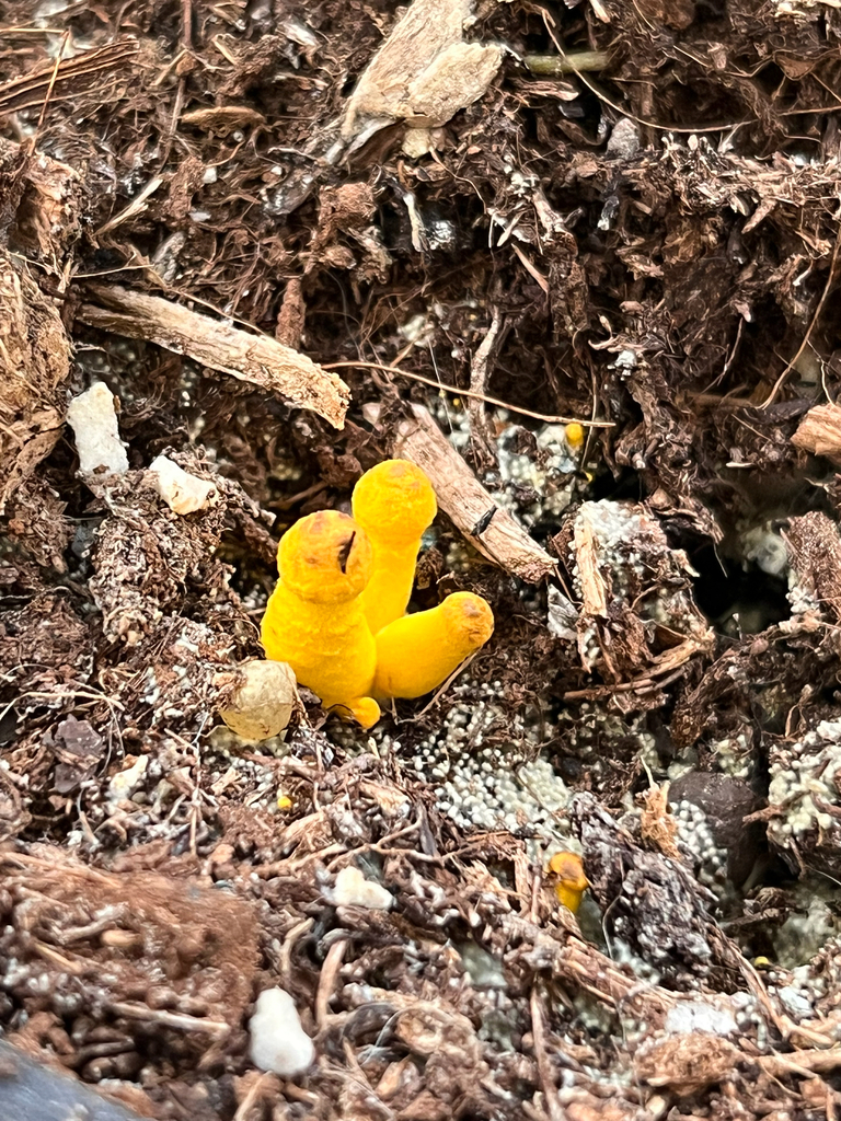 Leucocoprinus birnbaumii · October 2025 · photo: © mwseek (iNaturalist, cc-by)
