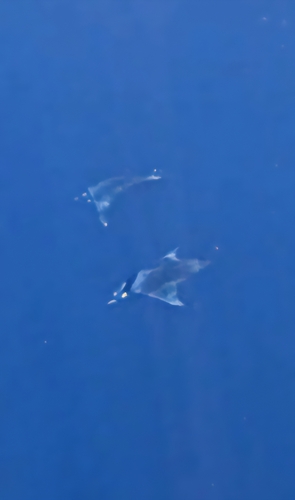 Mobula mobular