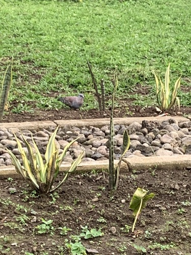 Speckled Pigeon