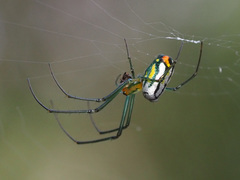 Leucauge argyrobapta image