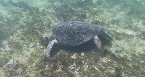 Chelonia mydas