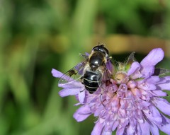 Eristalis rupium