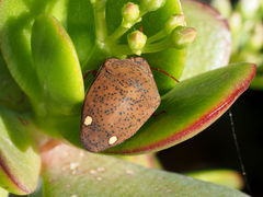 Solenosthedium bilunatum
