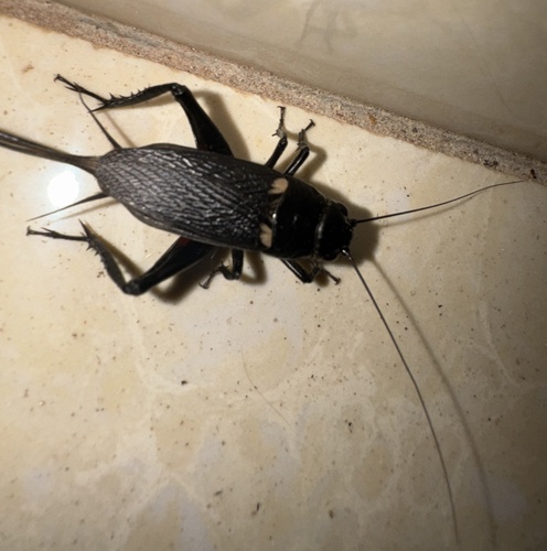 Southern Field Cricket