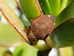 Solenosthedium bilunatum