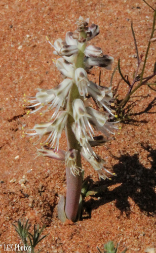 Lachenalia xerophila