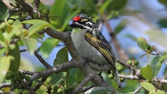 Pogoniulus pusillus