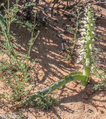 Desert Viooltjie (Lachenalia xerophila)