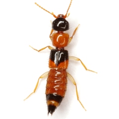 Dacnochilus angularis