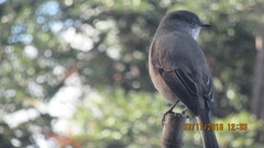 Pyrope pyrope fortis