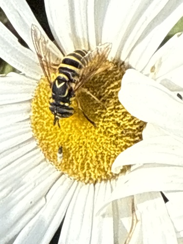 Unknown species found near Hollywood Ave, Somerset, NJ, US