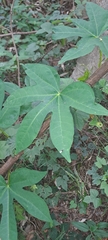 Ipomoea mauritiana, photograph (c) Mmatjie Mashao, some rights reserved (CC BY-SA)