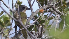 Telophorus olivaceus