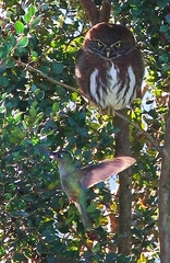 Glaucidium nana
