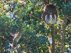 Glaucidium nana
