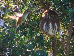 Glaucidium nana