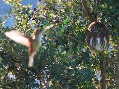 Glaucidium nana