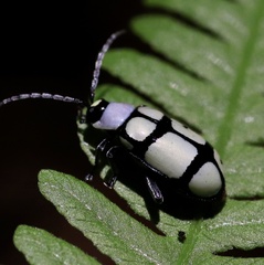 Omophoita octoguttata