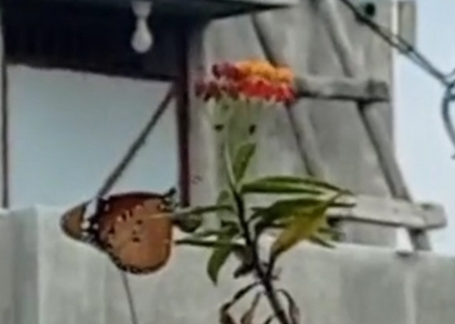 Plain Tiger Butterfly